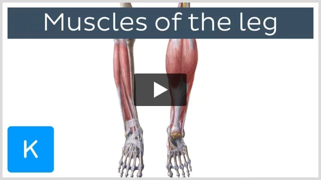 What are the 3 Calf Muscles?