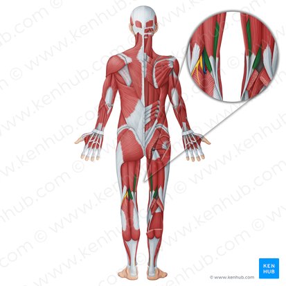 Semimembranosus muscle (Musculus semimembranosus); Image: Irina Münstermann