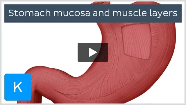 Anatomy of the Stomach Quiz