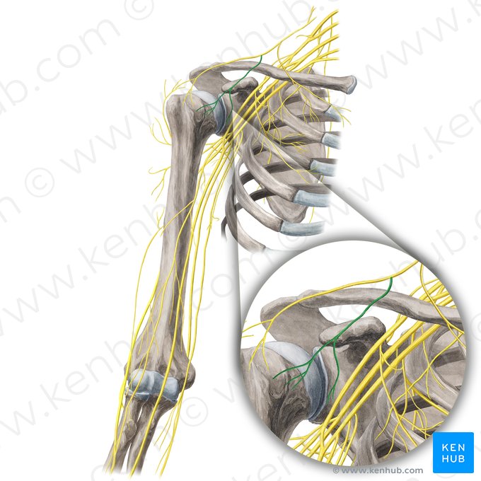 Nervios supraclaviculares intermedios (Nervi supraclaviculares intermedii); Imagen: Yousun Koh