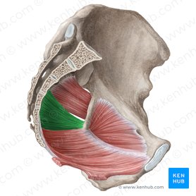 Músculo coccígeo (Musculus coccygeus); Imagen: Liene Znotina
