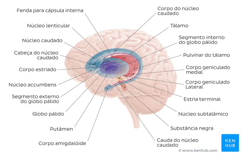  Anatomia dos Gânglios basais - vista lateral-esquerda