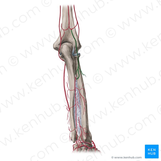 Artéria recorrente interóssea (Arteria interossea recurrens); Imagem: Yousun Koh