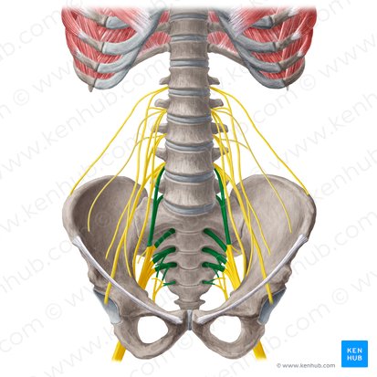 Sacral plexus (Plexus sacralis); Image: Yousun Koh