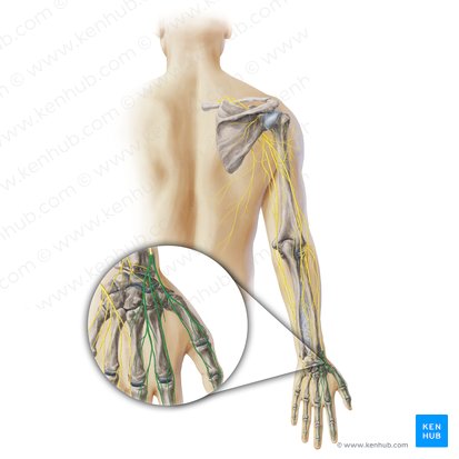 Digital branches of radial nerve (Rami digitales nervi radialis); Image: Paul Kim