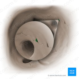Foramen etmoidal posterior (Foramen ethmoidale posterius); Imagen: Paul Kim
