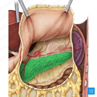 Pancreas (Bauchspeicheldrüse); Bild: Esther Gollan