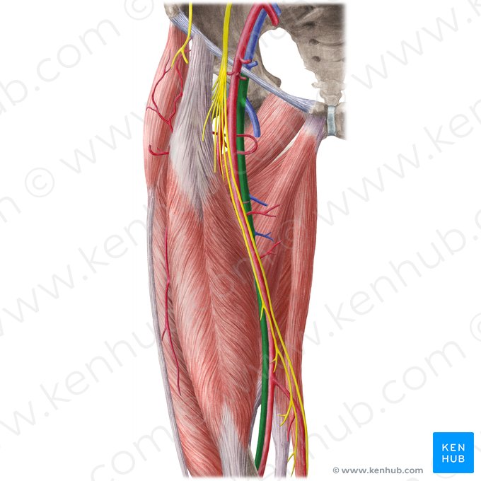 Veia femoral (Vena femoralis); Imagem: Liene Znotina