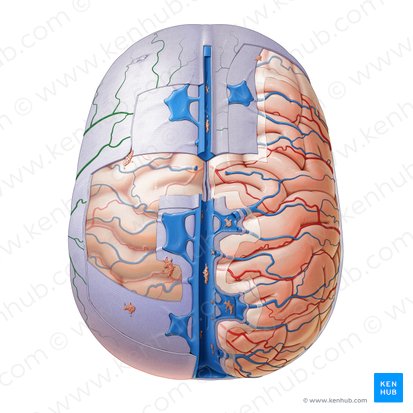 Branches of middle meningeal artery (Rami arteriae meningeae mediae); Image: Paul Kim
