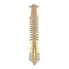 Structure of spinal cord