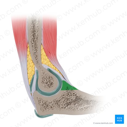 Processo coronoide da ulna (Processus coronoideus ulnae); Imagem: Paul Kim