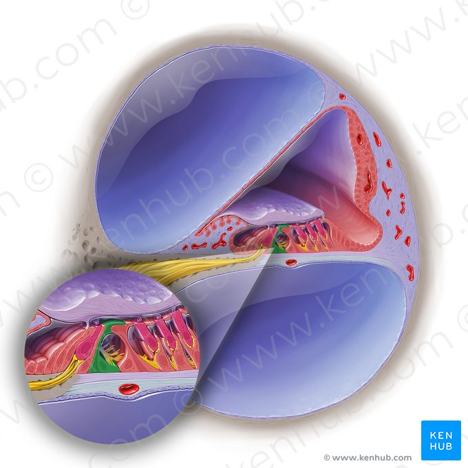 Célula do pilar interno do órgão espiral (Epitheliocytus internus pilae organi spirale); Imagem: Paul Kim