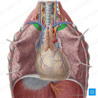 Apex pulmonis (Lungenspitze); Bild: Yousun Koh