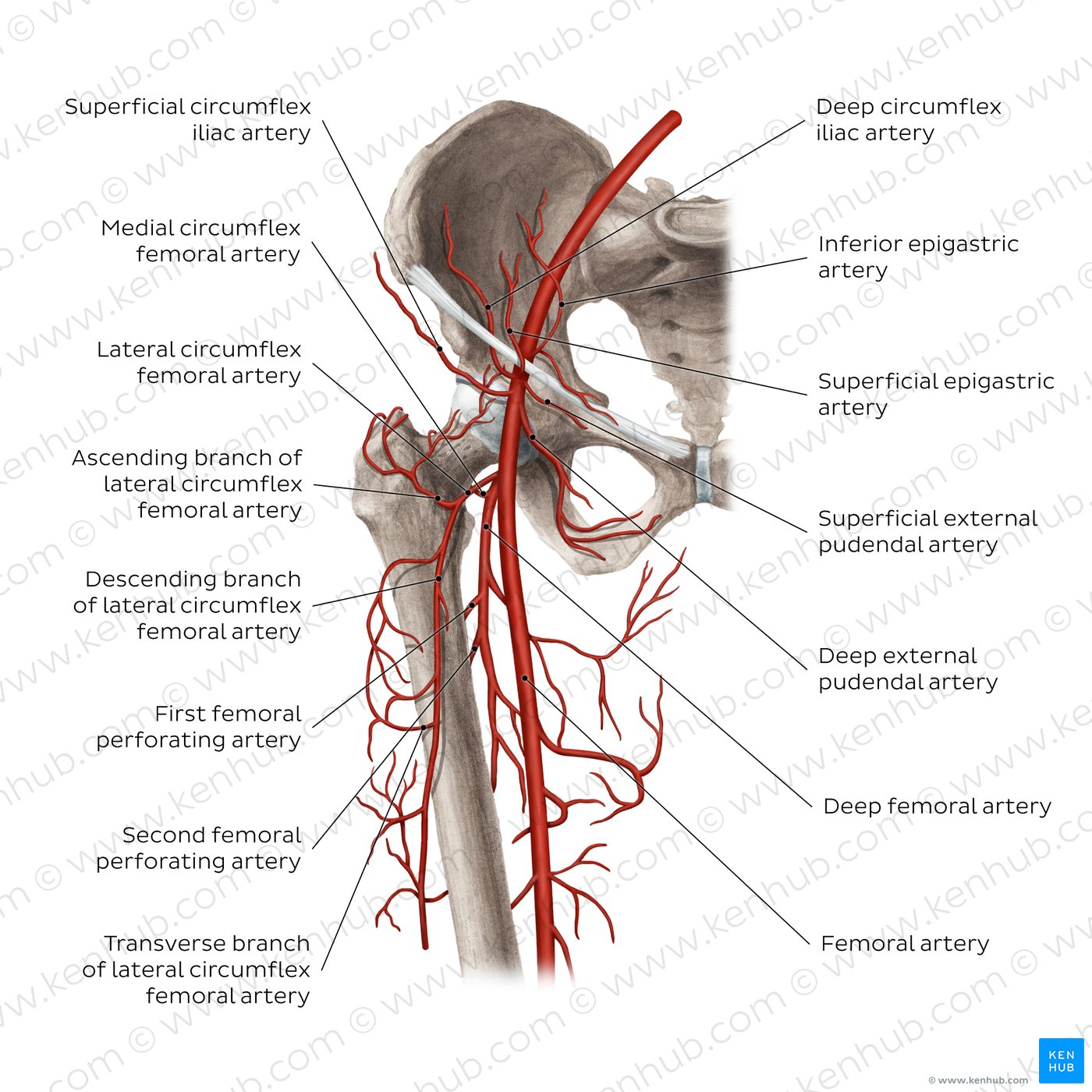 Branches of the femoral artery (diagram)