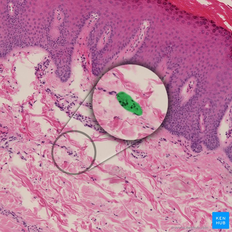 Ruffini corpuscle - histological slide