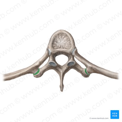 Costal facet of transverse process (Fovea costalis processus transversi); Image: Liene Znotina