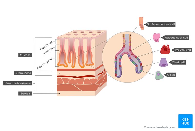 Gastric gland and gastric wall: histology diagram