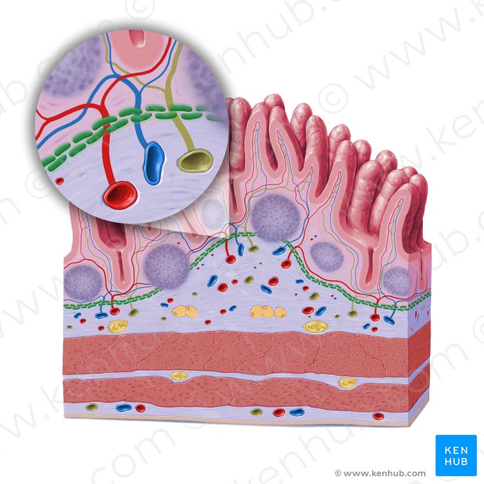 Lâmina muscular da mucosa (Lamina muscularis mucosae); Imagem: Paul Kim