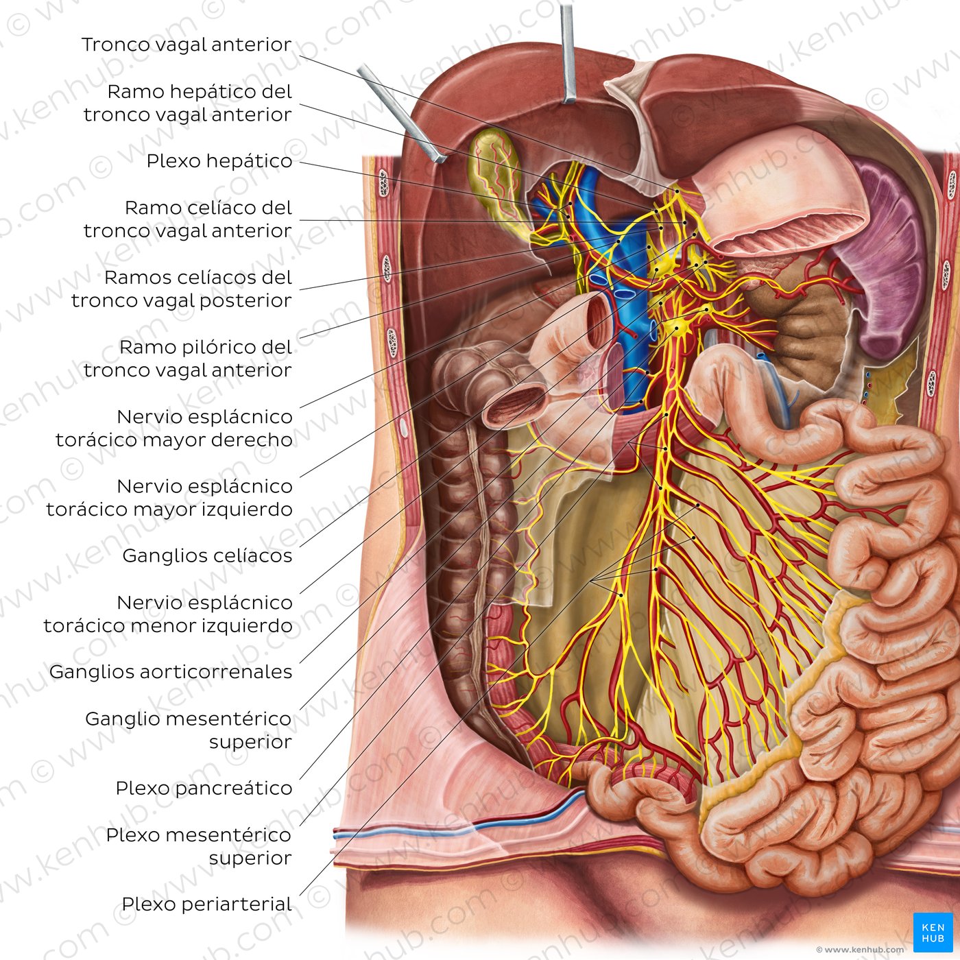 Inervación del intestino delgado