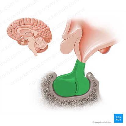 Glándula hipófisis (Glandula pituitaria); Imagen: Paul Kim