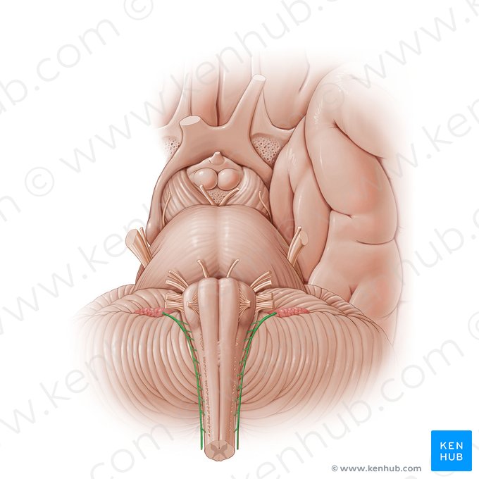 Accessory nerve (Nervus accessorius); Image: Paul Kim