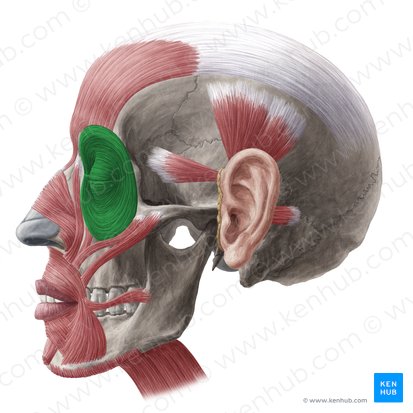 Musculus orbicularis oculi (Augenringmuskel); Bild: Yousun Koh