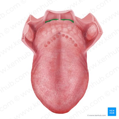 Vallécula epiglótica (Vallecula epiglottica); Imagen: Begoña Rodriguez