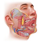 Salivary glands