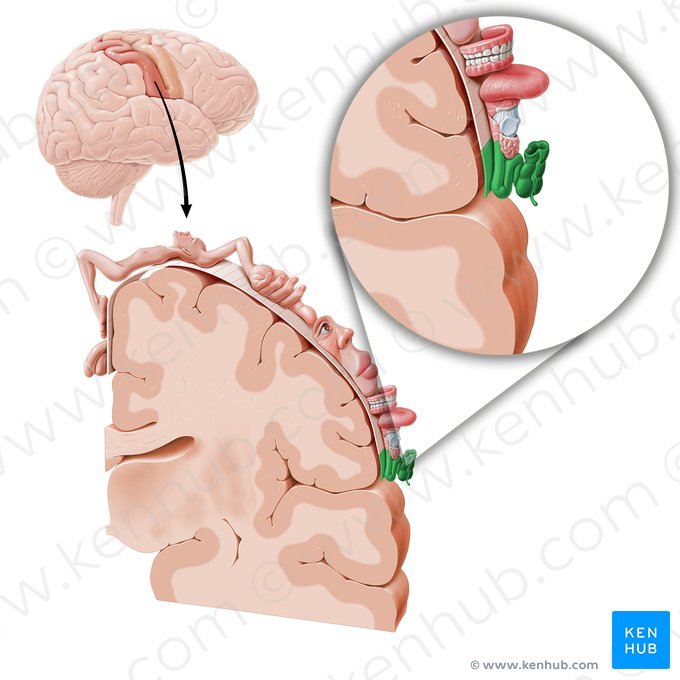 Cortex sensorius intestinorum (Sensorischer Kortex des Darms); Bild: Paul Kim