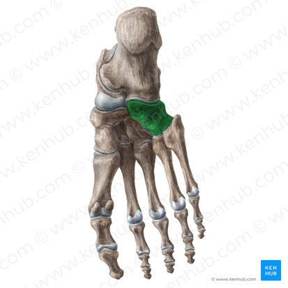 Cuboid bone (Os cuboideum); Image: Liene Znotina