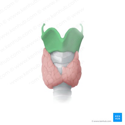 Cartílago tiroides (Cartilago thyroidea); Imagen: Begoña Rodriguez