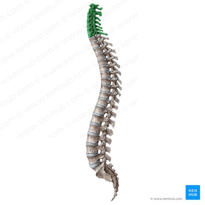 Cervical vertebrae (Vertebrae cervicales); Image: Liene Znotina