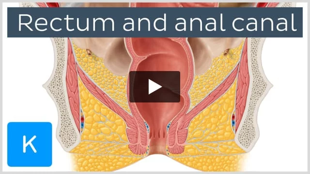 Rectum: Anatomy, histology, function | Kenhub