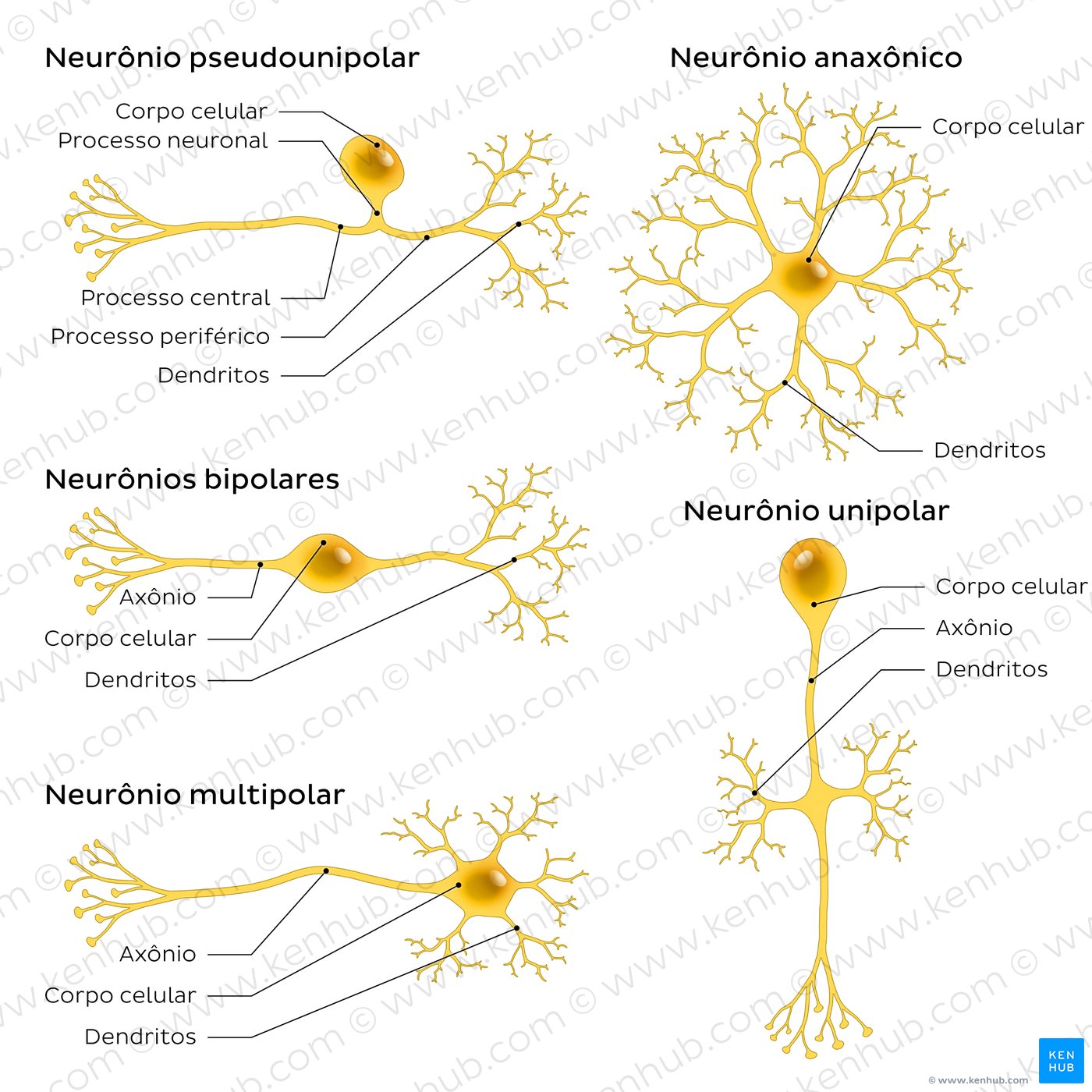 An image showing 5 types of neurons (pseudounipolar, bipolar, multipolar, anaxonic, unipolar).