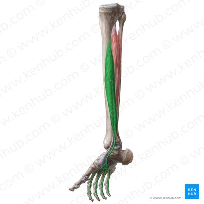 Músculo flexor longo dos dedos (Musculus flexor digitorum longus); Imagem: Liene Znotina