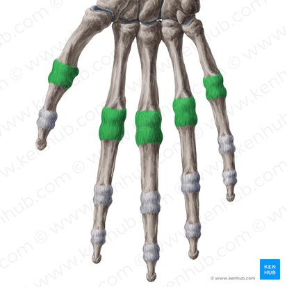 Articulationes metacarpophalangeae (Grundgelenke der Finger); Bild: Yousun Koh