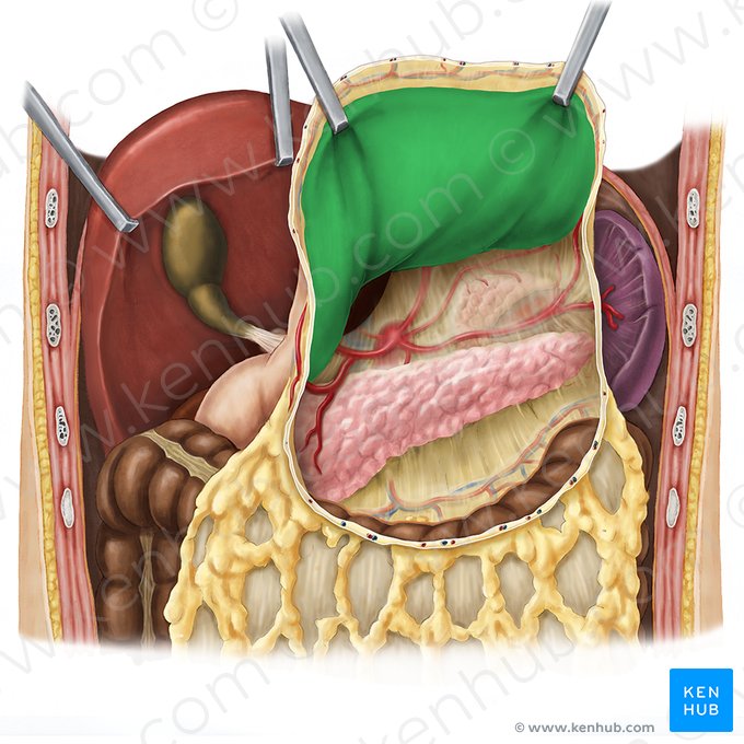 Posterior wall of stomach (Paries posterior gastris); Image: Esther Gollan