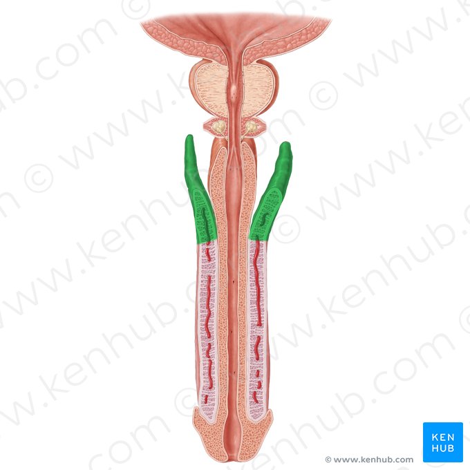 Crus penis (Schwellkörperschenkel des Penis); Bild: Samantha Zimmerman