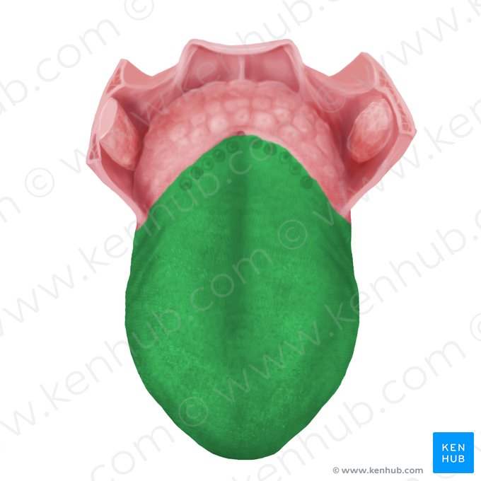 Cuerpo de la lengua (Corpus linguae); Imagen: Begoña Rodriguez