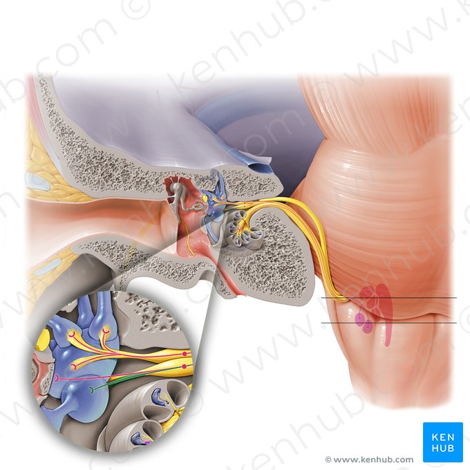 Saccular nerve (Nervus saccularis); Image: Paul Kim