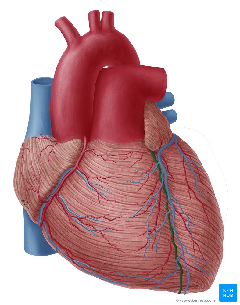 Left anterior descending artery Anatomy, branches,supply Kenhub