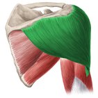 Muscle deltoïde
