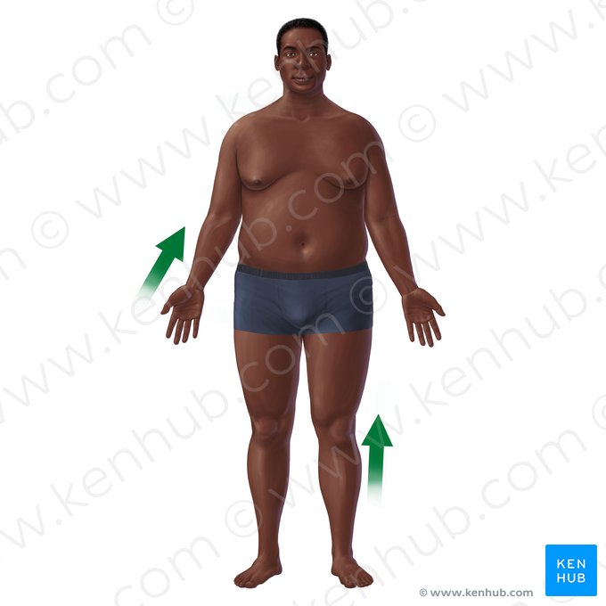 Proximal (Proximalis); Image: Paul Kim