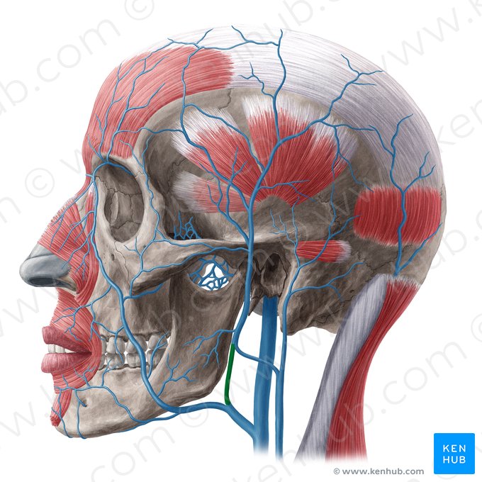 División anterior de la vena retromandibular (Divisio anterior venae retromandibularis); Imagen: Yousun Koh
