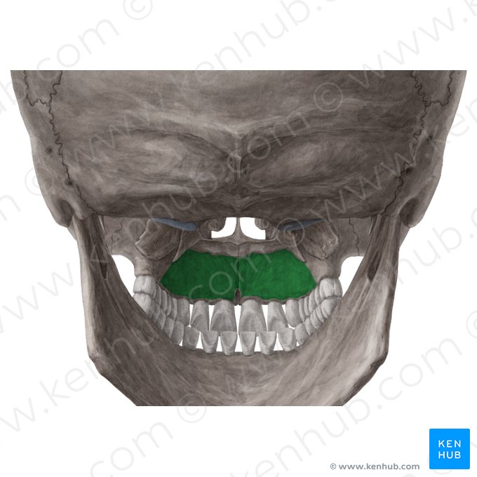 Processo palatino da maxila (Processus palatinus maxillae); Imagem: Yousun Koh