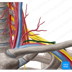 Suprascapular artery (Arteria suprascapularis); Image: Yousun Koh