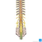 Coccygeal nerve