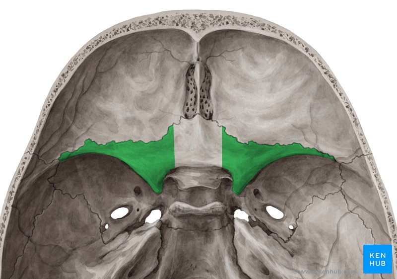 Asa menor do esfenóide - vista cranial