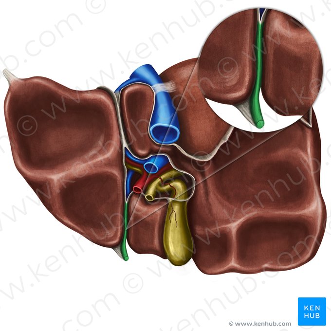 Round ligament of liver (Ligamentum teres hepatis); Image: Irina Münstermann