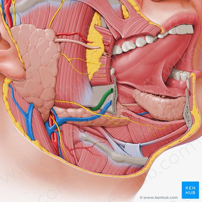 Artéria facial (Arteria facialis); Imagem: Paul Kim